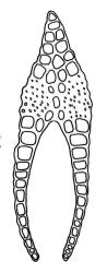 Fissidens strictus, leaf cross-section, region of vaginant and dorsal laminae. Drawn from J.E. Beever 68-78, WELT M030274.
 Image: R.C. Wagstaff © Landcare Research 2014 